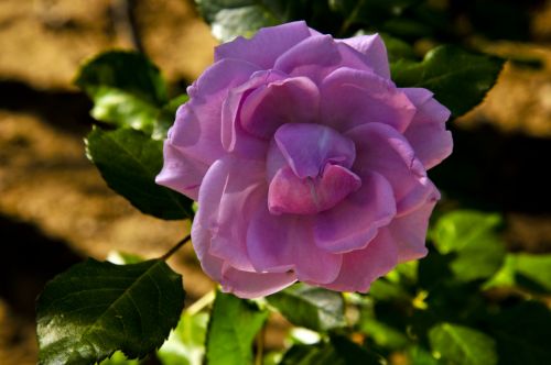 Purple Rose