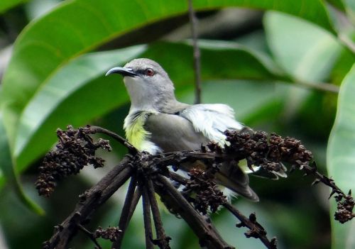 purple-rumped sunbird leptocoma zeylonica sunbird