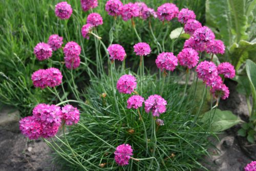 Purple Sea Thrift Flowers