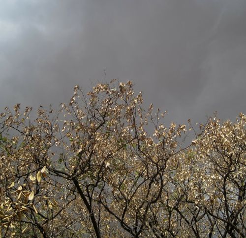 purple sky cloudy trees