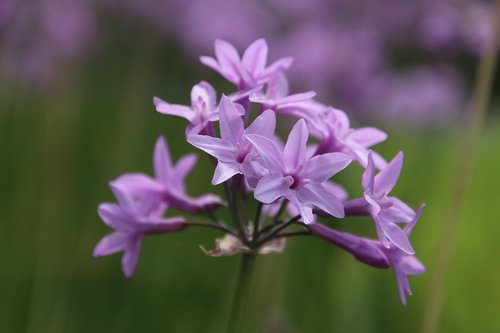 purple small flowers  flower  purple flower