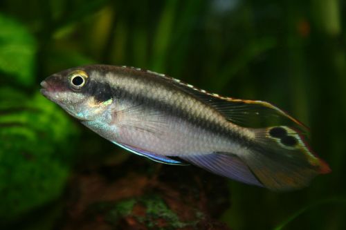 purple splendor perch fish aquarium