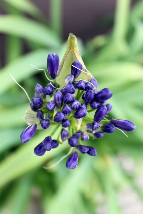 Purple Spring Flower