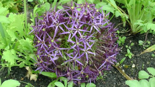Purple Star Flower