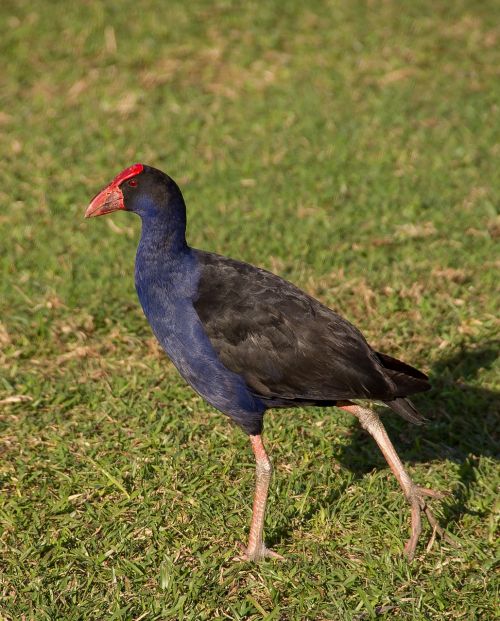 purple swamphen porphyrio porphyrio bird