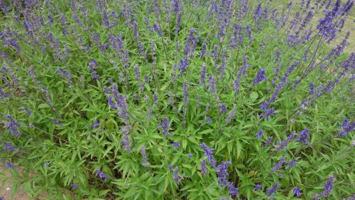 Purple Texas Wildflower