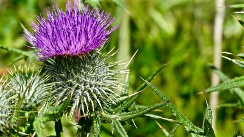 Purple Thistle