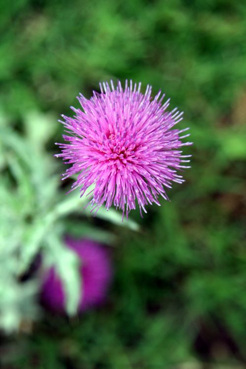 Purple Thistle Flower