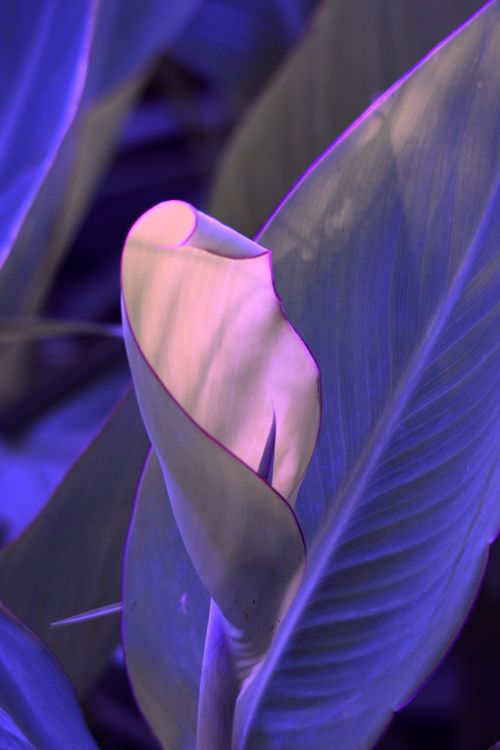 Purple Tinted Canna Leaf