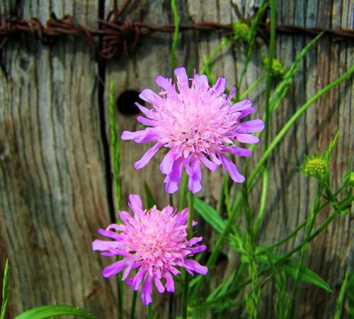 purple to pink flower meadow wildflower spring