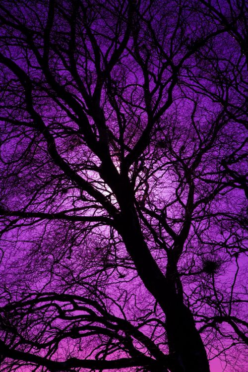 Purple Tree Silhouette