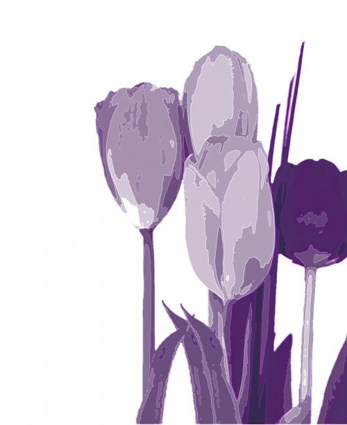 Purple Tulip Illustration