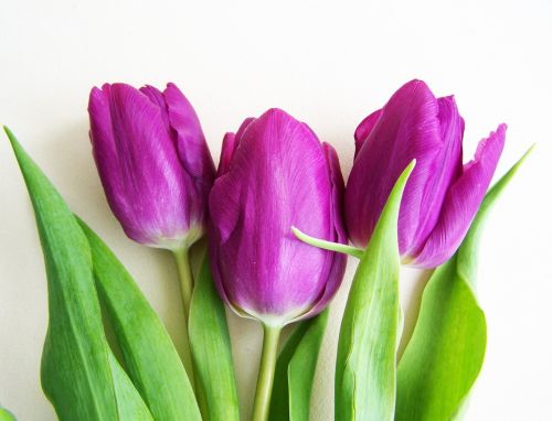 purple tulips spring flower plant