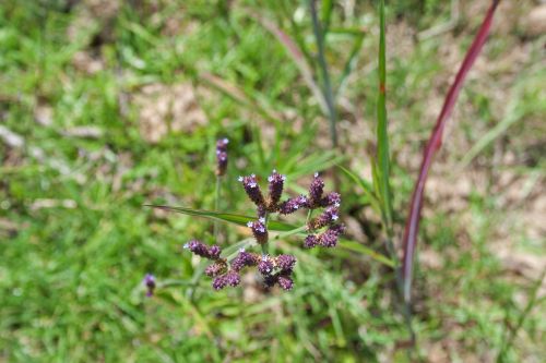 Purple Verbena Invader Plant