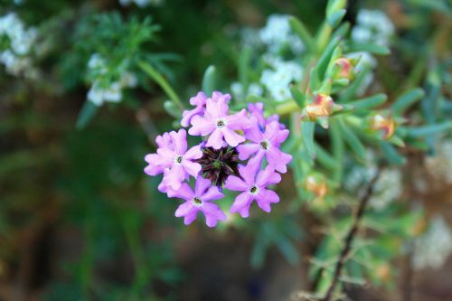 Purple Verbena