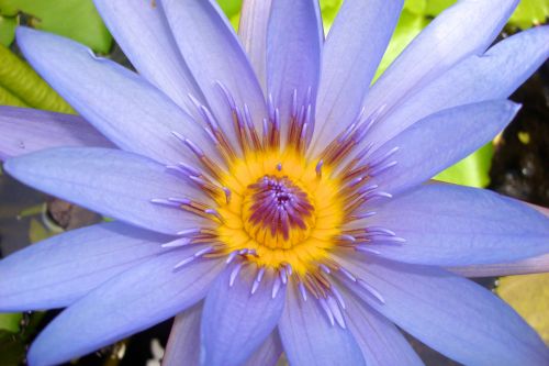 Purple Water Lily