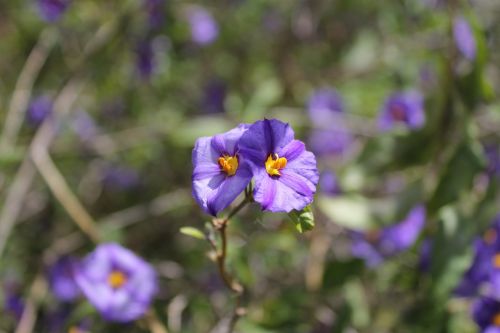 purple weed flower morning glory