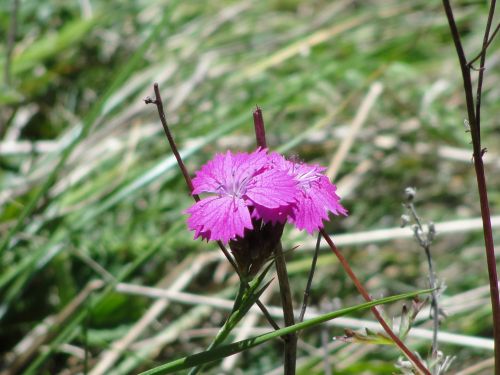 Purple Wild Flower