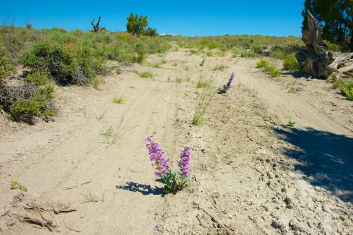 Purple Wildflower On Path