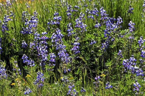 Purple Wildflowers