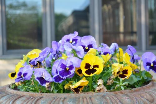 Purple Yellow Pansies