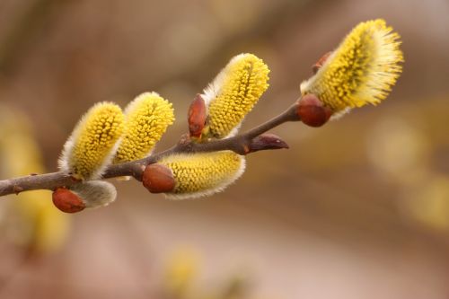 pussy willow spring nature