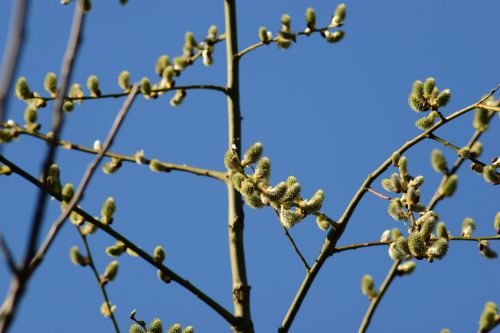 pussy willow salix catkins