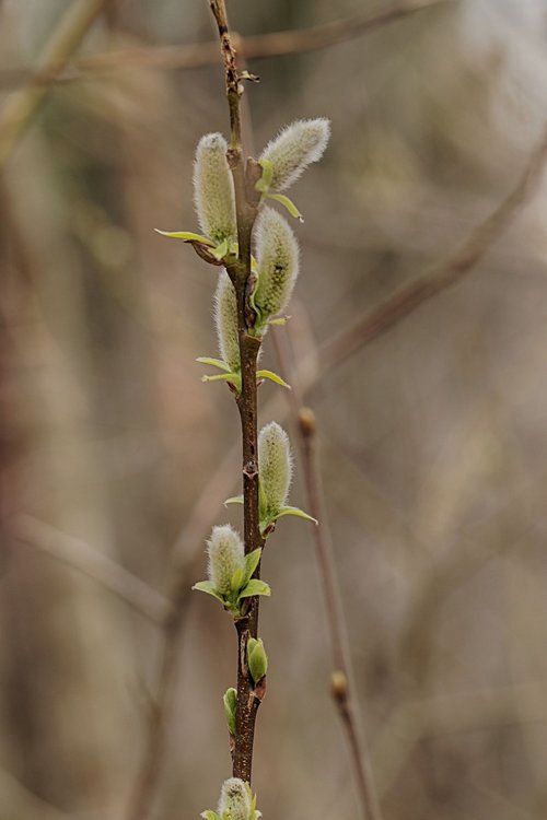 pussy willows  spring  branch