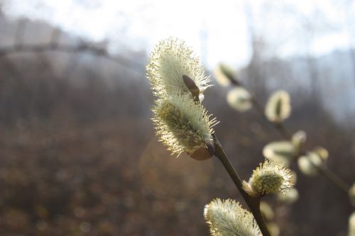 pussywillow spring flowers light green