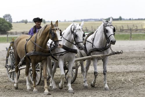 puszta horse farm hungary equestrian demonstration