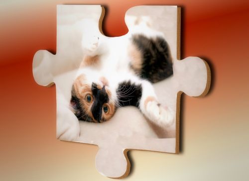 puzzle cat share