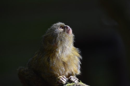 pygmy  marmoset  colombia