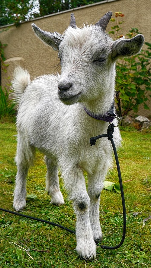 pygmy goat  livestock  animal