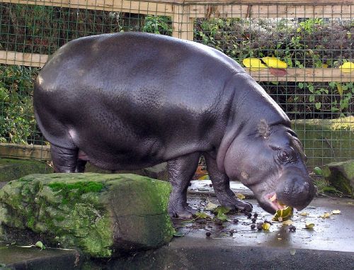 pygmy hippo hippopotamus zoo