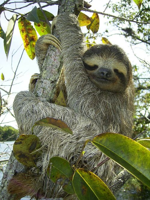 pygmy sloth sloth bradypus pygmaeus
