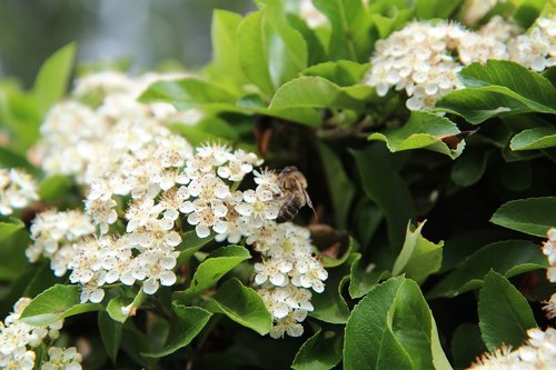 pyracantha  flowering  insect