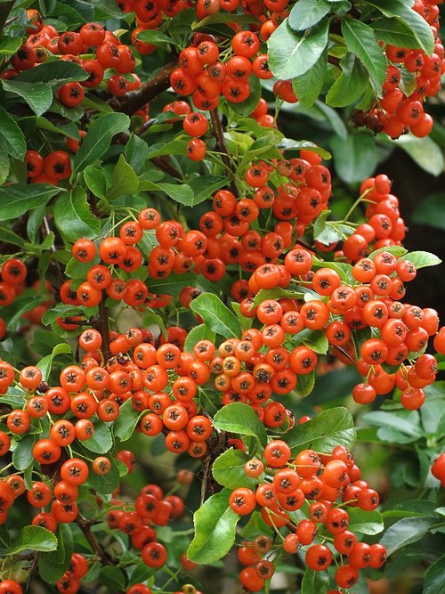 pyracantha  berry  red