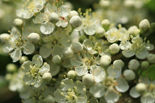 pyracantha  evergreen  bush