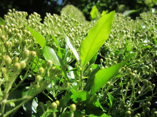 pyracantha coccinea firethorn shrub