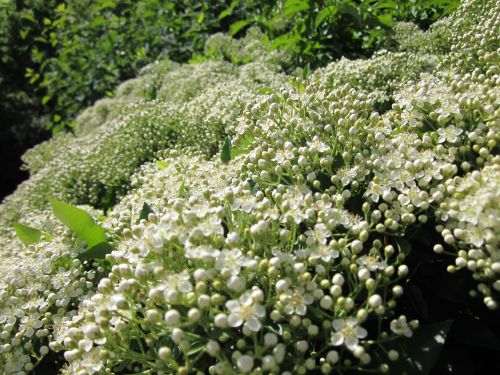 pyracantha coccinea firethorn shrub