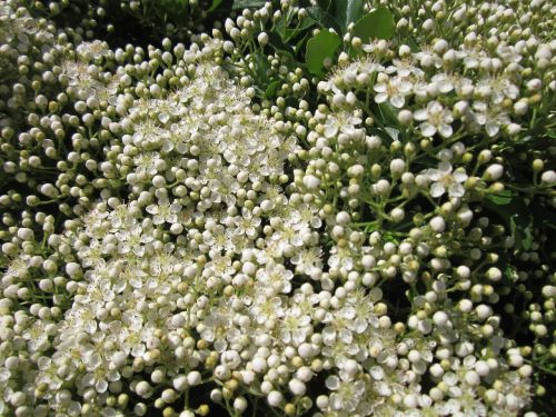 pyracantha coccinea firethorn shrub