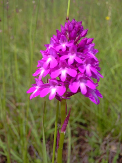 pyramidal orchid flowers jena