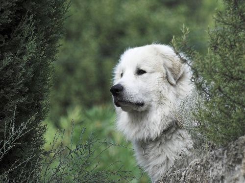 pyrenean mountain dog head male