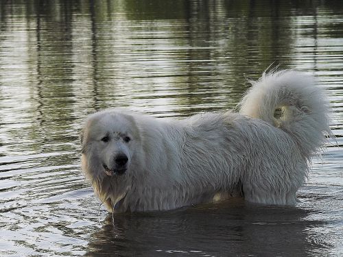 pyrenean mountain dog water wet