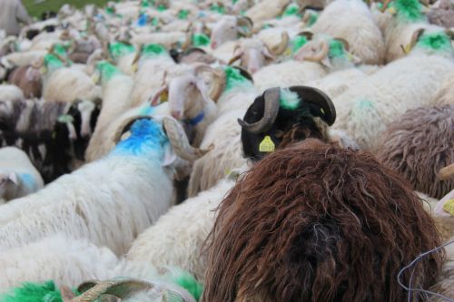 pyrénées sheep herd