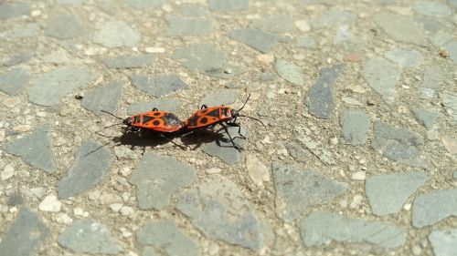 pyrrhocoris apterus mating insects