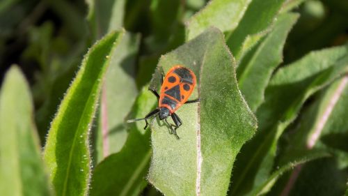 pyrrhocoris apterus beetle bug-soldier