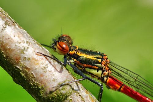 pyrrhosama nymphula  dragonfly  adonis dragonfly