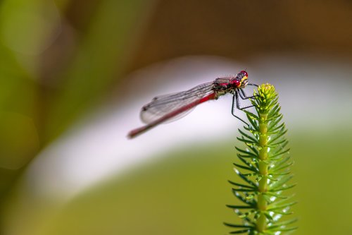pyrrhosama nymphula  dragonfly  adonis dragonfly
