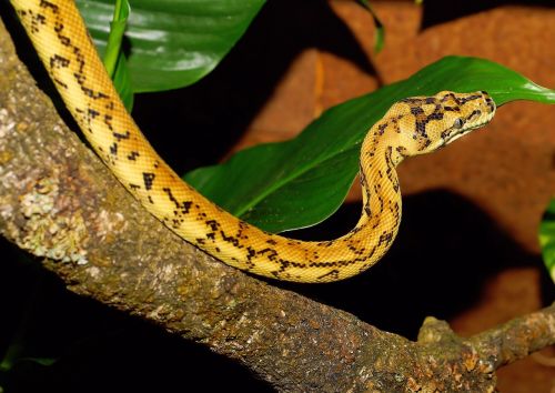 python snake carpet python